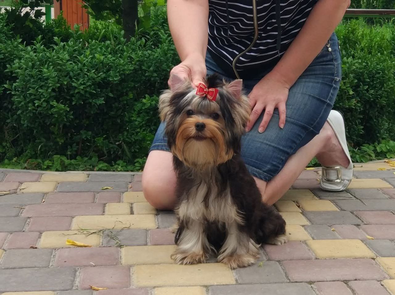 Emma`s Caprice EMERALD ISLE FROM EMMA'S CAPRICE — Labaza DogPedigree YorkshireTerrier